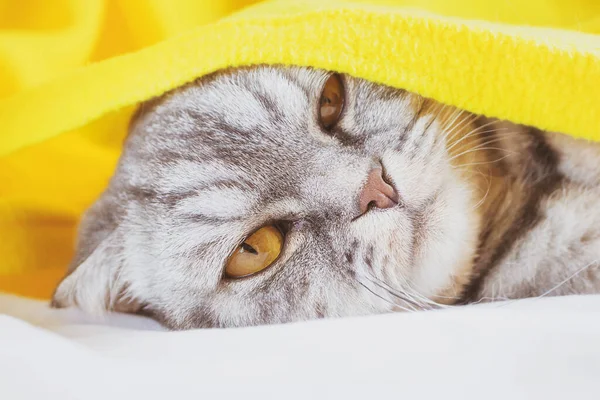 A black and gray striped Scottish fold cat sleeps on a sofa under a yellow plaid. Dissatisfied muzzle. The concept of morning, awakening. Cute funny pet.
