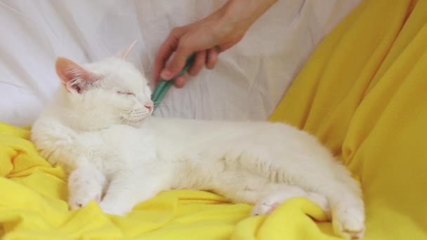 一只长着动物毛的雌性手正在沙发上梳理一只漂亮的矮小白猫 — 图库视频影像