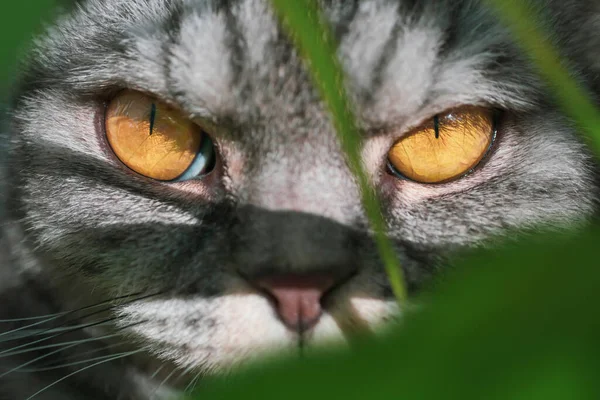 Olhos Gato Amarelos Gato Cinza Fecham Por Fábricas Conceito Animais — Fotografia de Stock