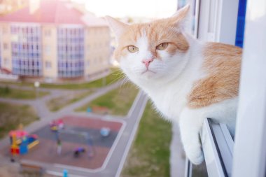 Beyaz-kırmızı kedi, avlunun ve evlerin arka planına karşı çok katlı bir binanın penceresinde duruyor. Komik sevimli hayvan. Evcil kedi kavramı.