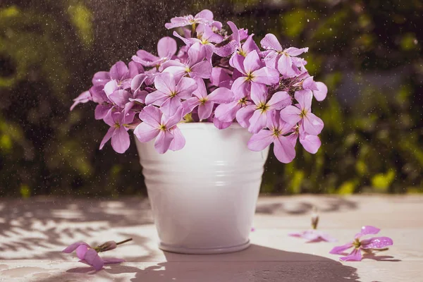 Purple Phlox White Decorative Bucket Wooden Surface Background Greenery Spectacular — Stock Photo, Image