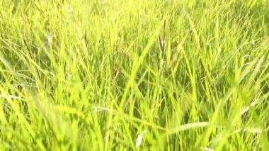 Dişi el çayırdaki çimenlere dokunuyor. Batan güneşin parlak ışığı. Doğa, özgürlük, bahar, yaz, yalnız yürüme kavramı. Kopyalama alanı.