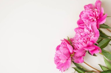 Açık arkaplanda parlak pembe şakayıklar var. Kopyalama alanı, üst görünüm. Tatil, doğum günü, Sevgililer Günü, hediye, aşk ilanı..