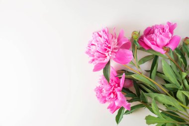 Açık bir arkaplanda üç parlak pembe şakayık yatıyor. Kopyalama alanı, üst görünüm. Tatil, doğum günü, Sevgililer Günü, hediye, aşk ilanı..