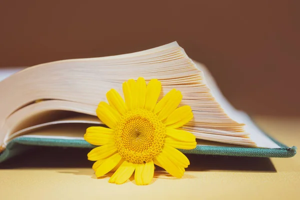 Yellow daisy between pages of books on a yellow background. The concept of summer reading, romantic sentimental literature.