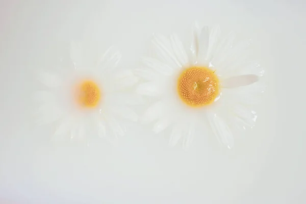 Margherite Acqua Latte Trattamenti Bellezza Benessere Con Petali Fiori Bagno — Foto Stock