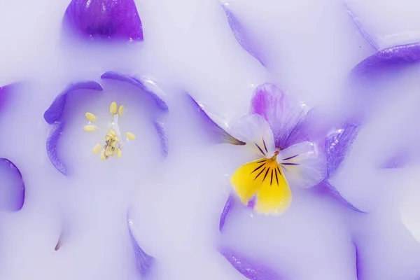 Fioletowe Kwiaty Fiołki Wodzie Mlecznej Zabiegi Kosmetyczne Wellness Płatkami Kwiatów — Zdjęcie stockowe