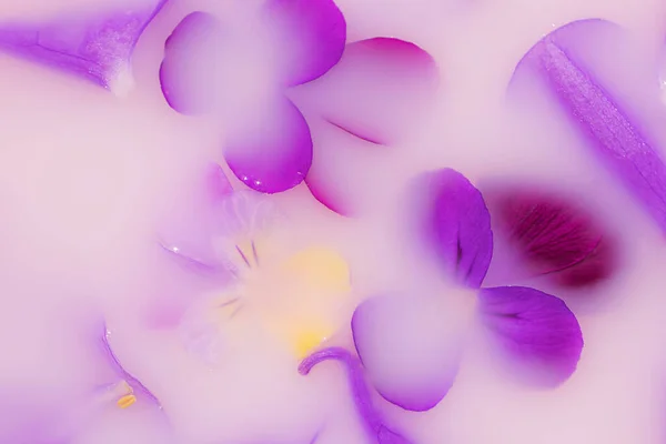 Violet Flowers Violets Milk Water Beauty Wellness Treatments Flower Petals — Stock Photo, Image