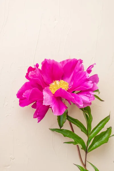 Peonías Rosadas Brillantes Sobre Fondo Textura Pastel Claro Imagen Floral —  Fotos de Stock