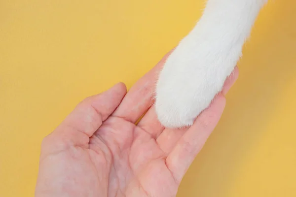 黄色の背景に白い猫の足と人間の手 ペットと人間の友情の概念は 動物の世話をする ミニマリズム トップビュー テキストの場所 — ストック写真