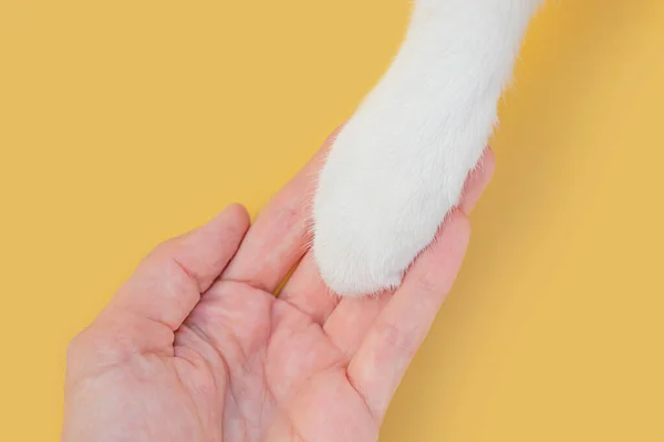 Pata Gato Branca Mão Humana Fundo Amarelo Conceito Amizade Homem — Fotografia de Stock