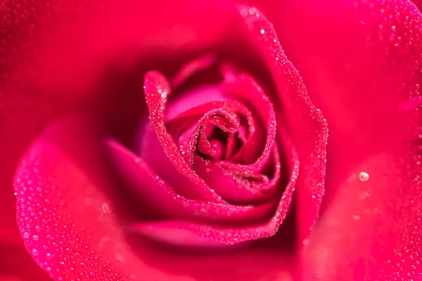 Macro Photo Une Rose Rouge Dans Des Gouttes Eau Belle — Photo