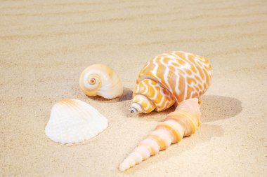 Kumsalda çeşitli kabuklar var. Denizde yaz tatili kavramı. Kumsal.