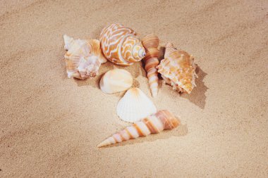 Kumsalda çeşitli kabuklar var. Denizde yaz tatili kavramı. Kumsal.