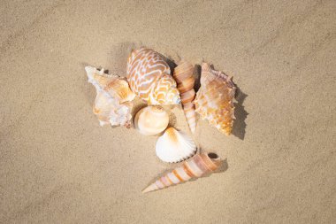 Kumsalda çeşitli kabuklar var. Denizde yaz tatili kavramı. Kumsal.