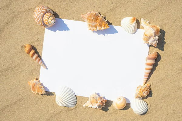 A variety of shells lie on the sand. White paper for text. The concept of summer vacation at sea. Sandy beach.