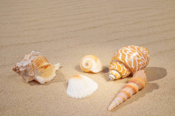 Variety Shells Lie Sand Concept Summer Vacation Sea Sandy Beach — Stock Photo, Image