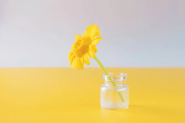 Yellow flower in a transparent miniature vase on a light and yellow background. Minimalism, the concept of flowering, spring, summer. Copyspace.