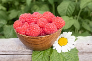 Ahşap bir tabakta olgun ahududular, arka planda yeşillikler. Yakınlarda bir papatya çiçeği var. Böğürtlen hasadı, sağlıklı vitamin yiyeceği, vejetaryenlik kavramı..