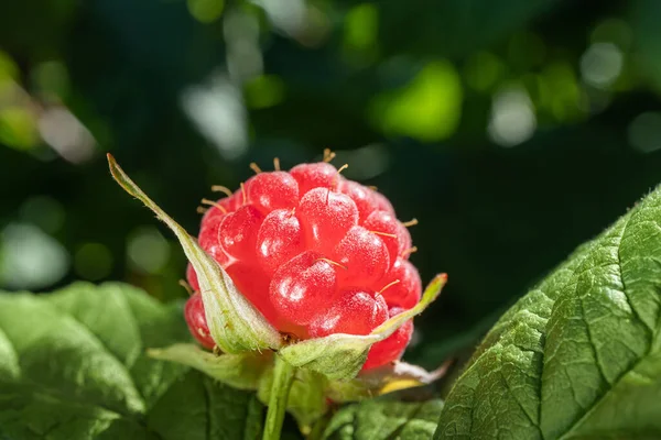 Frambuesa Roja Madura Colgando Una Rama Concepto Cosecha Bayas Comida — Foto de Stock