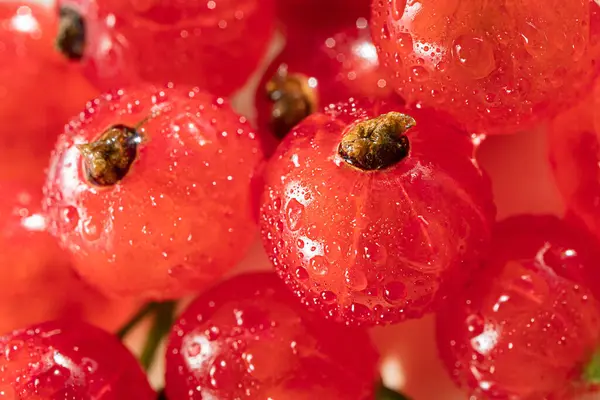Red Currants Close Fresh Harvest Berries Macro Photo Concept Organic — Stock Photo, Image
