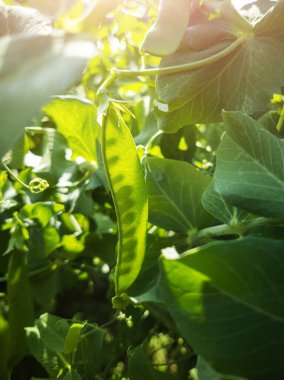 Bezelye kabukları bir dala tutunur. Parlak güneş ışığı. Yaz konsepti, hasat, sağlıklı organik vitamin gıdası, veganizm.