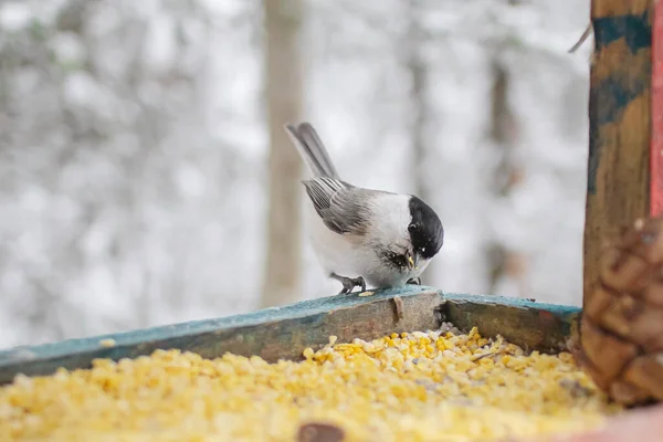 Küçük Bir Kuş Tahıl Tohumlarla Dolu Bir Besleyicide Oturur Şehirde — Stok fotoğraf