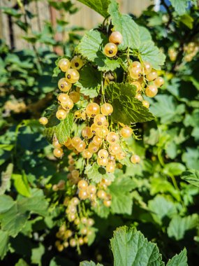Olgun beyaz üzümler bir daldan sarkıyor. Yaz konsepti: Doğal sağlıklı organik yiyecekler, sağlıklı meyveler, vejetaryenlik..