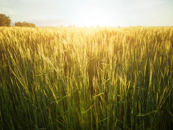 Weizenfeld Bei Sonnenuntergang Das Konzept Von Getreide Biolebensmitteln Landwirtschaft — Stockfoto