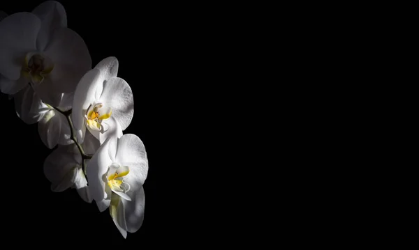 Grandi Orchidee Bianche Belle Uno Sfondo Nero Copiare Spazio Elegante — Foto Stock