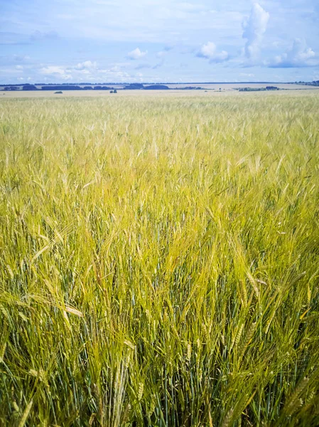 Пшеничне Поле Концепція Зернових Органічної Їжі Сільського Господарства — стокове фото