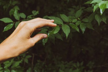 Bir dişi el ormandaki yaprak döken bir ağacın dalına dokunur. Doğayla bütünlük kavramı, telaş ve telaş, rahatlama, basit sevinçler, Hygge, Lagom.