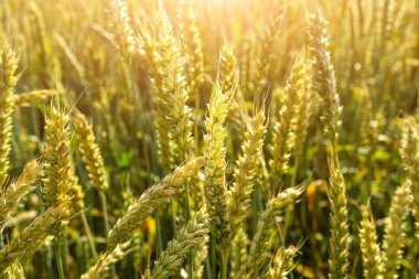 Gün batımında buğday tarlası. Mısır gevreği, organik gıda, tarım....