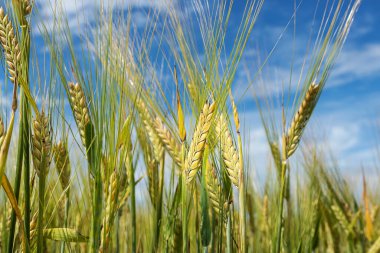 Gün batımında buğday tarlası. Mısır gevreği, organik gıda, tarım....