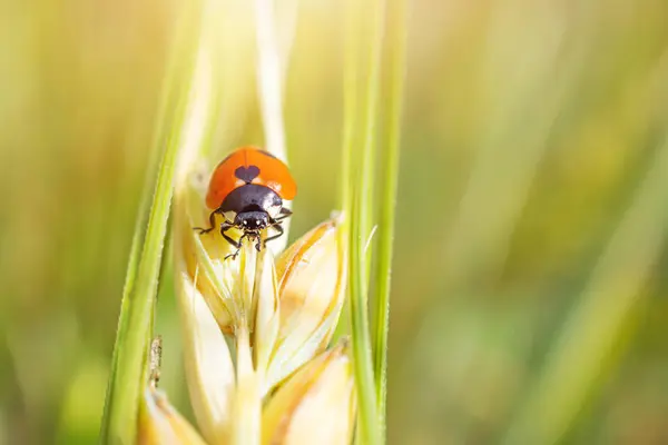 Bir Uğur Böceği Buğdayın Üzerinde Sürünüyor Güzel Bir Yaz Makro — Stok fotoğraf