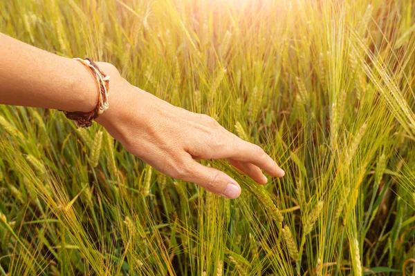 Поле Пшениці Заході Сонця Жінка Торкається Паростків Концепція Зернових Органічної — стокове фото