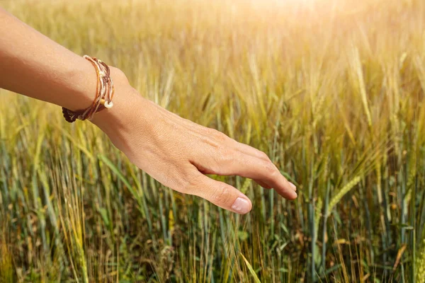 Поле Пшениці Заході Сонця Жінка Торкається Паростків Концепція Зернових Органічної — стокове фото