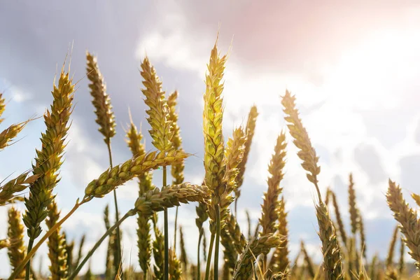Поле Пшениці Заході Сонця Концепція Зернових Органічної Їжі Сільського Господарства — стокове фото