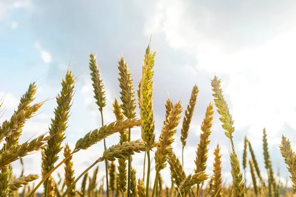 Weizenfeld Bei Sonnenuntergang Das Konzept Von Getreide Biolebensmitteln Landwirtschaft — Stockfoto