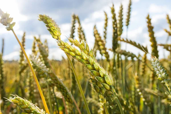 Weizenfeld Bei Sonnenuntergang Das Konzept Von Getreide Biolebensmitteln Landwirtschaft — Stockfoto