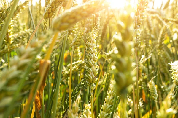 Weizenfeld Bei Sonnenuntergang Das Konzept Von Getreide Biolebensmitteln Landwirtschaft — Stockfoto