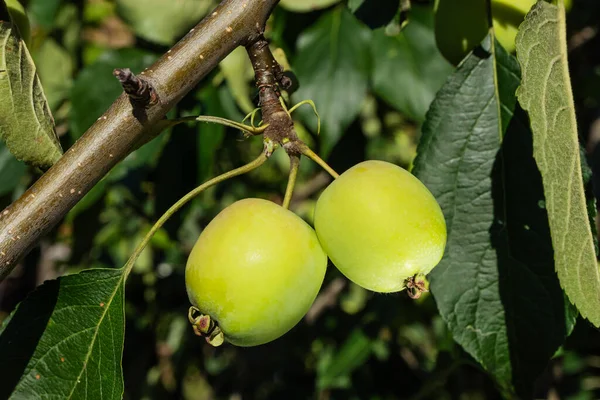 Green Apples Hang Branch Apple Tree Concept Autumn Harvest Organic — Stock Photo, Image