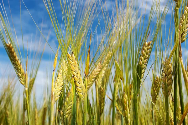 Weizenfeld Bei Sonnenuntergang Das Konzept Von Getreide Biolebensmitteln Landwirtschaft — Stockfoto