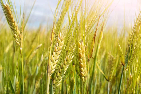 Weizenfeld Bei Sonnenuntergang Das Konzept Von Getreide Biolebensmitteln Landwirtschaft — Stockfoto