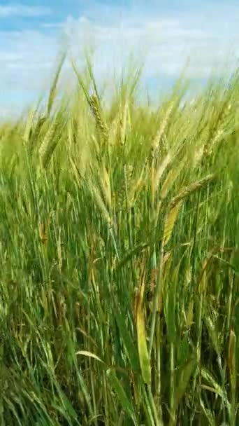 Weizenfeld Bei Sonnenuntergang Das Konzept Von Getreide Biolebensmitteln Landwirtschaft — Stockvideo