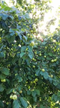 Elma ağacının dalında yeşil elmalar asılı. Sonbahar, hasat, organik sağlıklı yiyecekler, vejetaryenlik..