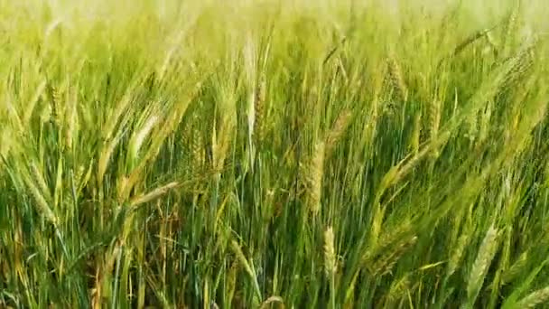 Campo Trigo Atardecer Concepto Cereales Alimentos Ecológicos Agricultura — Vídeo de stock