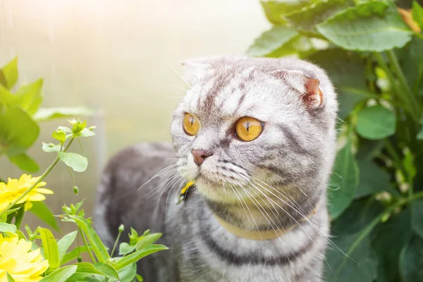 Zeleném Kráčí Šedá Černě Pruhovaná Skotská Kočka Žlutýma Očima Pet — Stock fotografie