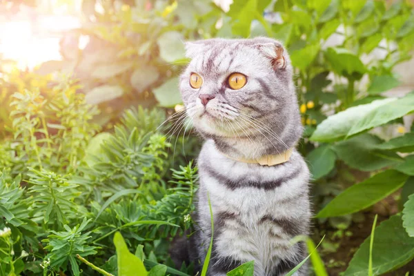 一只灰色的 黑条的苏格兰折叠猫 黄色的眼睛在绿色中行走 宠物行走的概念 — 图库照片