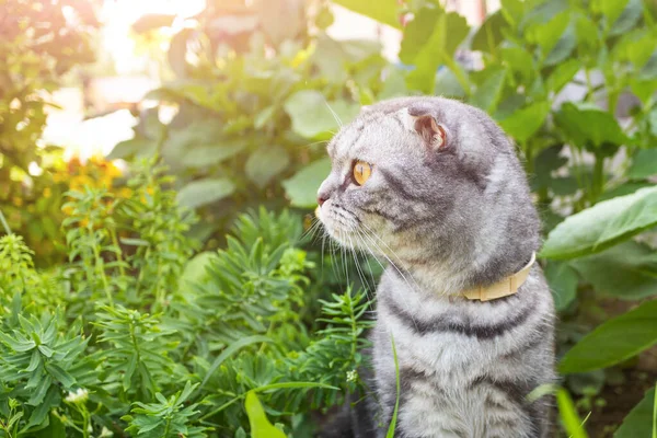 一只灰色的 黑条的苏格兰折叠猫 黄色的眼睛在绿色中行走 宠物行走的概念 — 图库照片